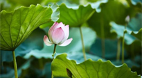【三伏天養(yǎng)生】三伏天養(yǎng)生有六大禁忌，你知道嗎？記得分享給家人知道！
