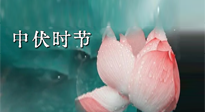 【艾灸三伏天】中伏：三伏灸的關鍵轉折點！“灸”除病根的大好時機！