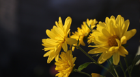 【養(yǎng)生知識】入秋菊花藥膳，美味營養(yǎng)、養(yǎng)生保健！
