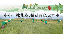 【行業(yè)資訊】向上，特色產(chǎn)業(yè)看河南：南陽(yáng)艾區(qū)域品牌正在叫響！