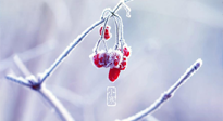 【小寒節(jié)氣】時(shí)處二三九，臘月梅花開！