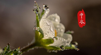 【二十四節(jié)氣灸】雨水節(jié)氣，扶陽、祛濕、調氣血，才是養(yǎng)生重點！艾灸，橫掃濕寒！
