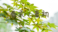 【艾灸養(yǎng)生】春末夏初：上熱下寒癥狀，補(bǔ)不如疏通淤堵，試試艾灸吧！