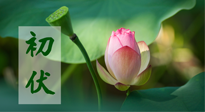【三伏天】初伏將至，“蒸煮”模式開啟！想要健康，這四類食物別錯過！！