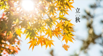 【節(jié)氣飲食】立秋將至，吃最合適的飲食，平穩(wěn)度過(guò)季節(jié)交替！